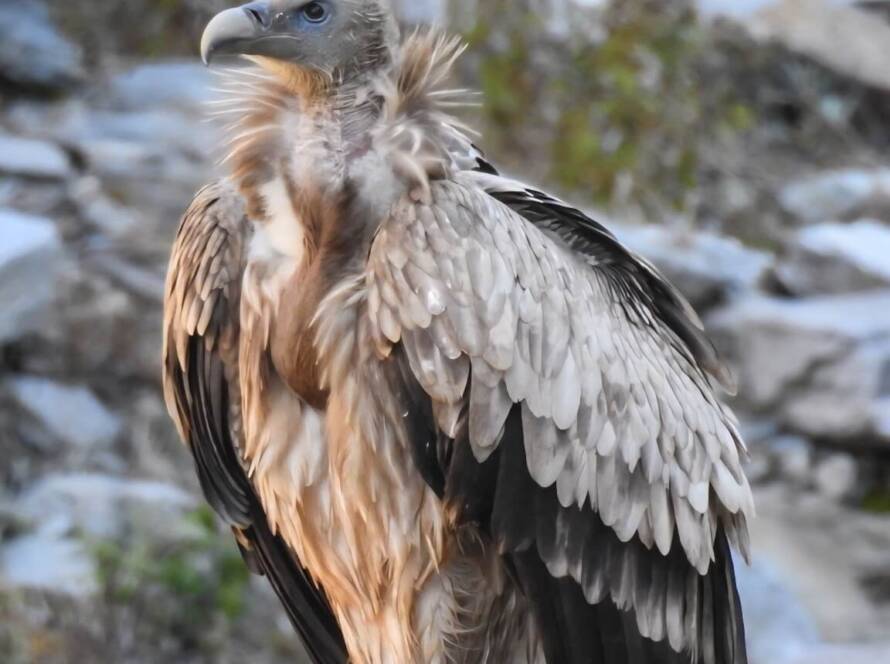 Bird watching and nature walks experiences with GlampEco in Sethan, Manali