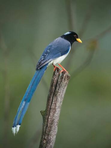 Bird watching activity at GlampEco in Sethan, Manali