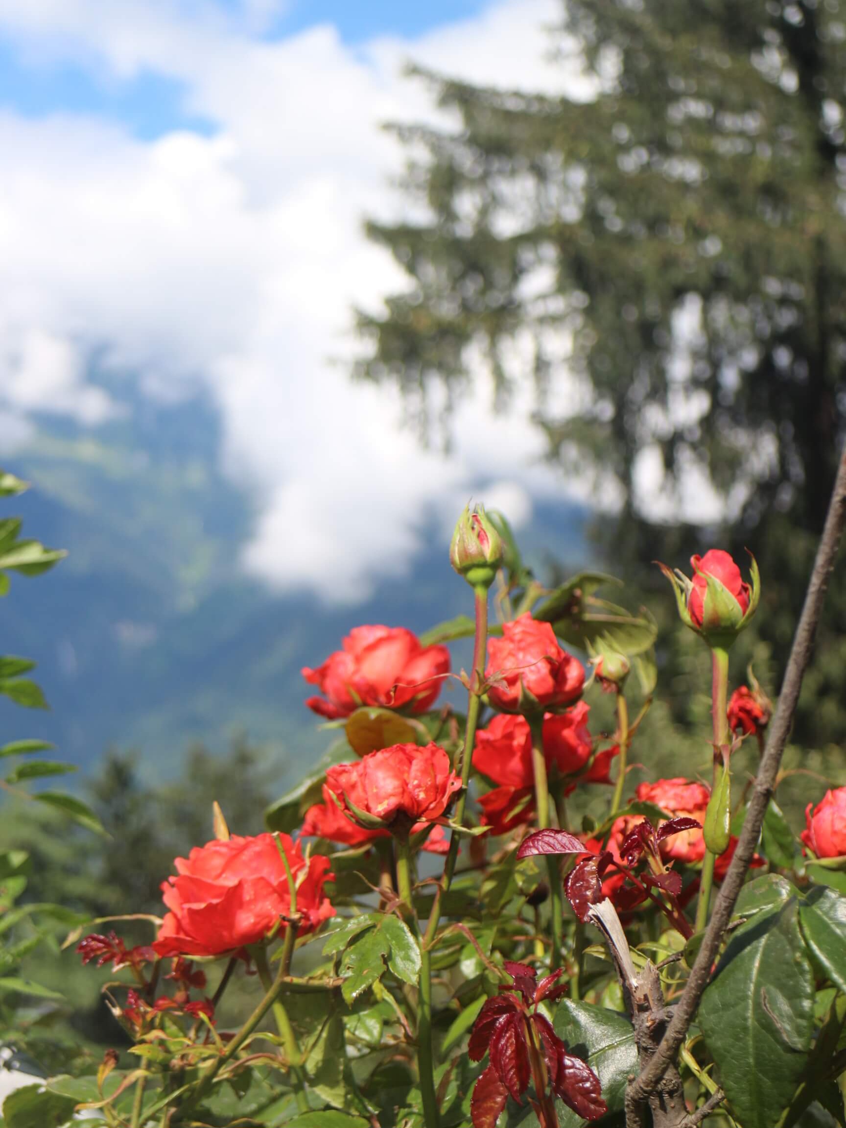 Beautiful views and scenic landscapes enjoyed during guided nature walks at GlampEco in Sethan, Manali