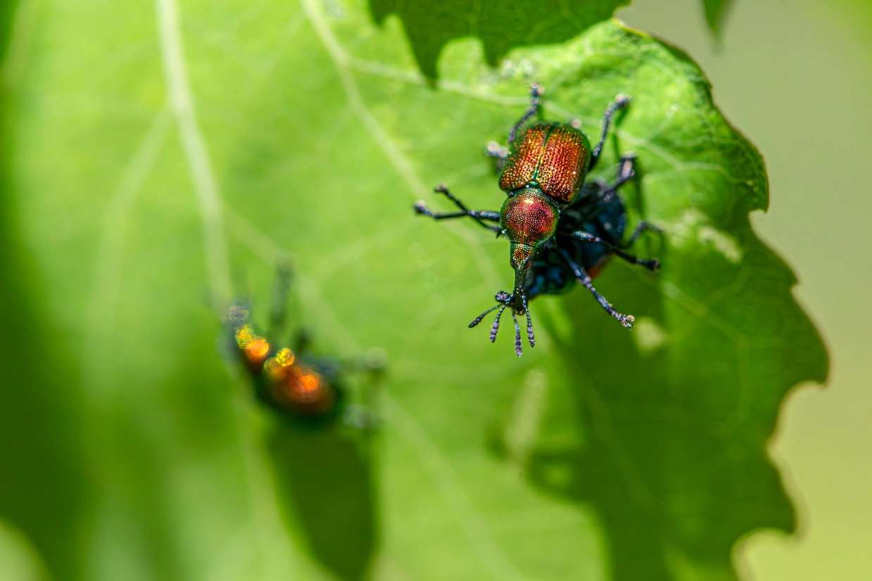 Nature walks and trekking with GlampEco Manali