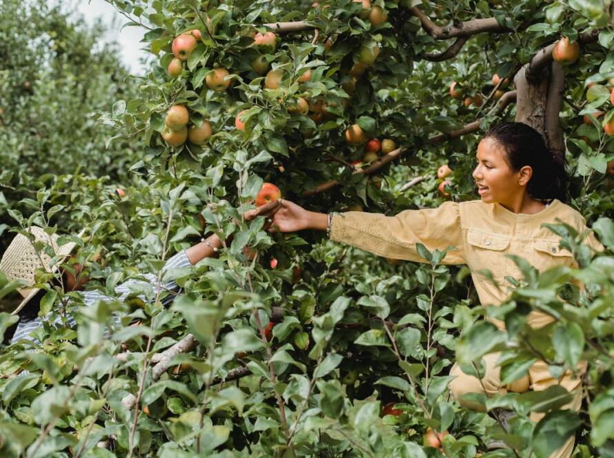 Organic local apples at GlampEco Manali