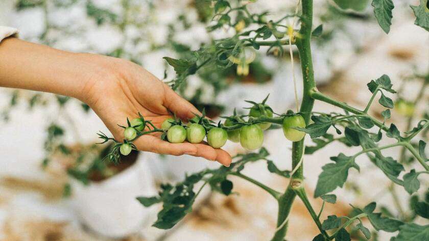 Organic products at GlampEco Sethan, Manali