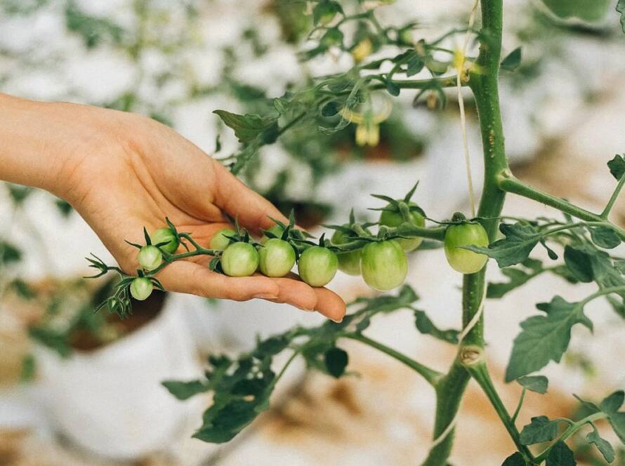 Organic products at GlampEco Sethan, Manali