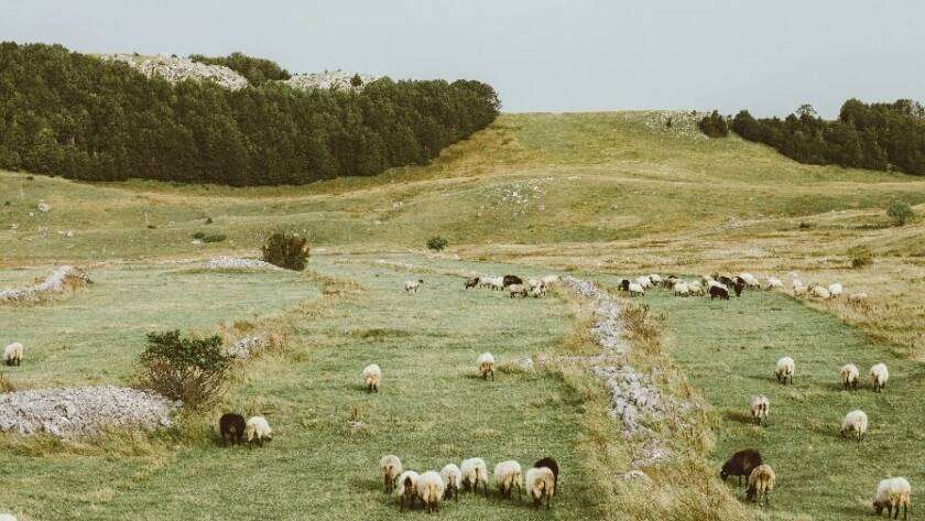 Organic farming in Manali - sustainable agriculture near GlampEco Sethan