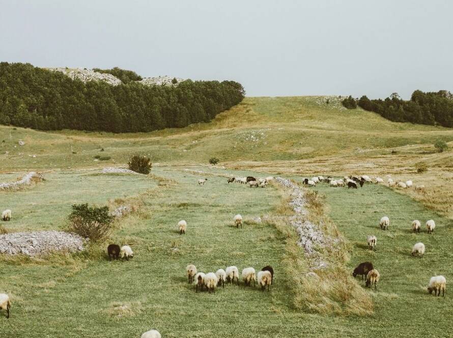 Organic farming in Manali - sustainable agriculture near GlampEco Sethan