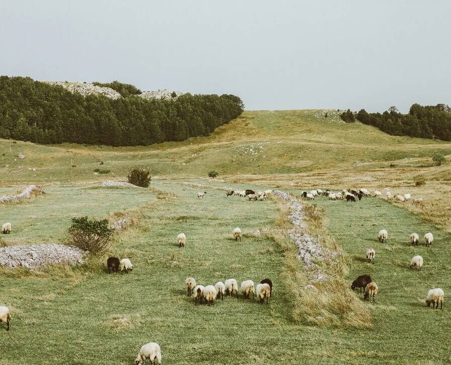 Organic farming in Manali - sustainable agriculture near GlampEco Sethan