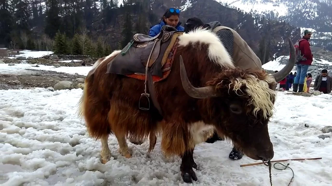 Yak rides – Himachali green transportation near GlampEco Manali