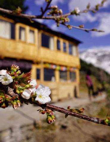 Flowers blooming at GlampEco Manali with traditinal Himachali mudhouse in the background